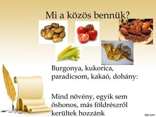 Mi a közös bennük? 
Burgonya, kukorica, 
paradicsom, kakaó, dohány: 
Mind növény, egyik sem 
őshonos, más földrészről 
kerültek hozzánk 
 