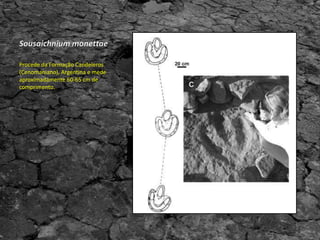 Procede da Formação Candeleros
(Cenomaniano), Argentina e mede
aproximadamente 60-65 cm de
comprimento.