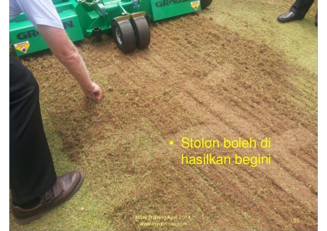 Amalan kultura rumput padang bola