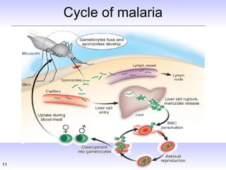 malaria checkout | PPT
