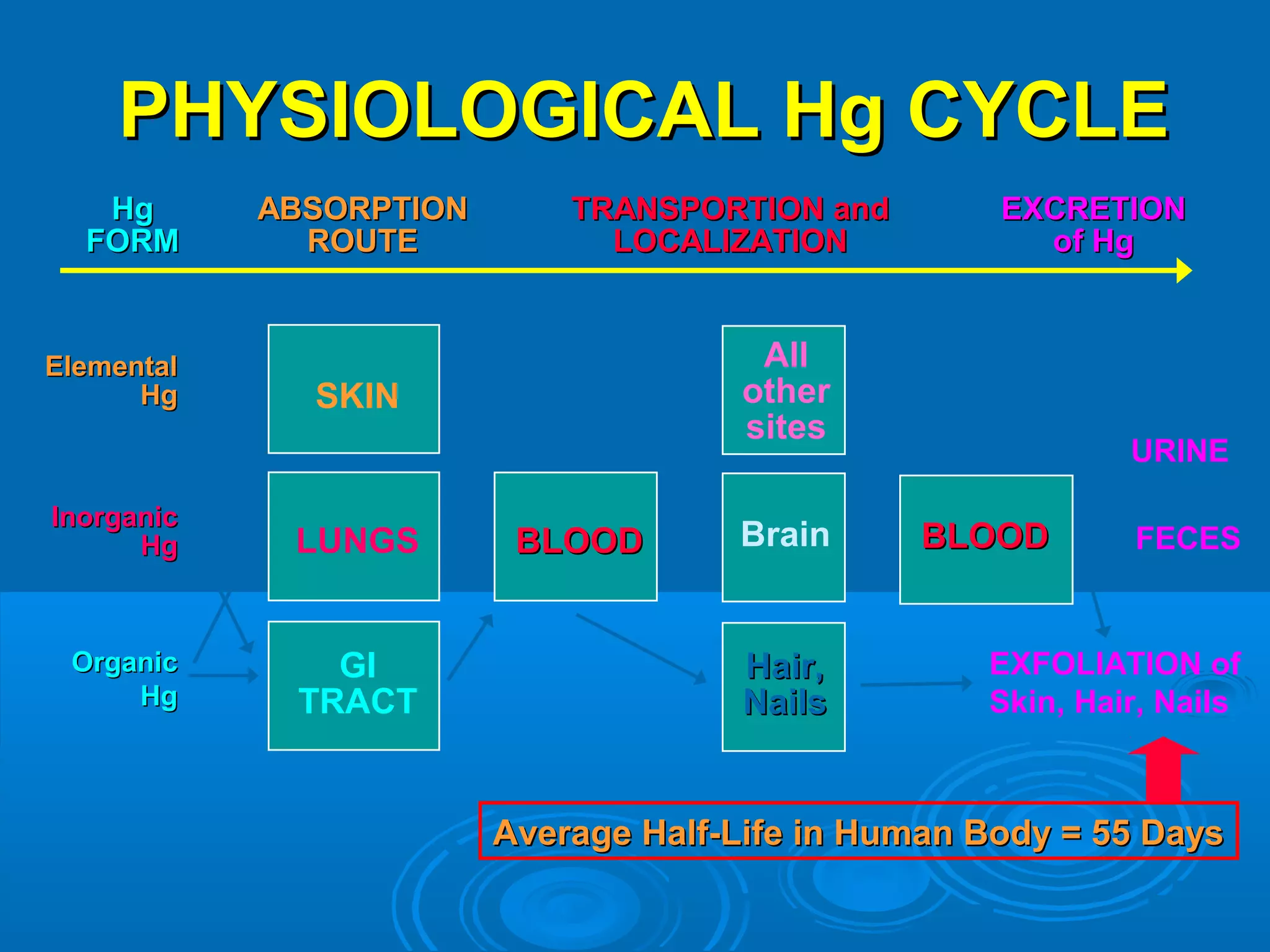 PPHHYYSSIIOOLLOOGGIICCAALL HHgg CCYYCCLLEE 
EElleemmeennttaall 
HHgg 
IInnoorrggaanniicc 
HHgg 
OOrrggaanniicc 
HHgg 
SKIN 
LUNGS 
GI 
TRACT 
BBLLOOOODD 
All 
other 
sites 
Brain 
HHaaiirr,, 
NNaaiillss 
URINE 
FECES 
BBLLOOOODD 
EXFOLIATION of 
Skin, Hair, Nails 
AAvveerraaggee HHaallff--LLiiffee iinn HHuummaann BBooddyy == 55 DDaayyss 
AABBSSOORRPPTTIIOONN 
RROOUUTTEE 
TTRRAANNSSPPOORRTTIIOONN aanndd 
LLOOCCAALLIIZZAATTIIOONN 
EEXXCCRREETTIIOONN 
ooff HHgg 
HHgg 
FFOORRMM 
 