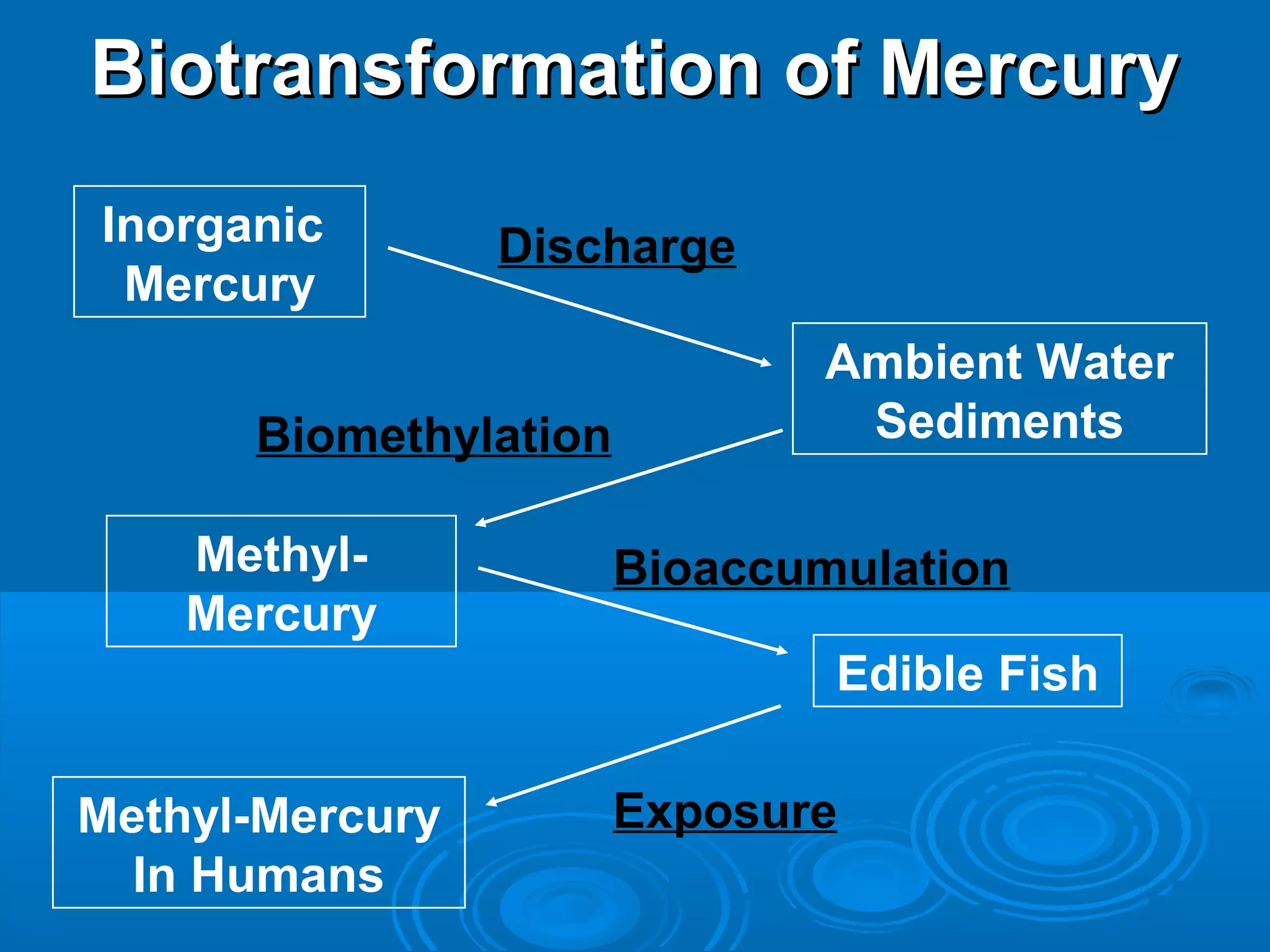 BBiioottrraannssffoorrmmaattiioonn ooff MMeerrccuurryy 
Ambient Water 
Sediments 
Edible Fish 
Inorganic 
Mercury 
Discharge 
Biomethylation 
Methyl- 
Mercury 
Methyl-Mercury 
In Humans 
Bioaccumulation 
Exposure 
 