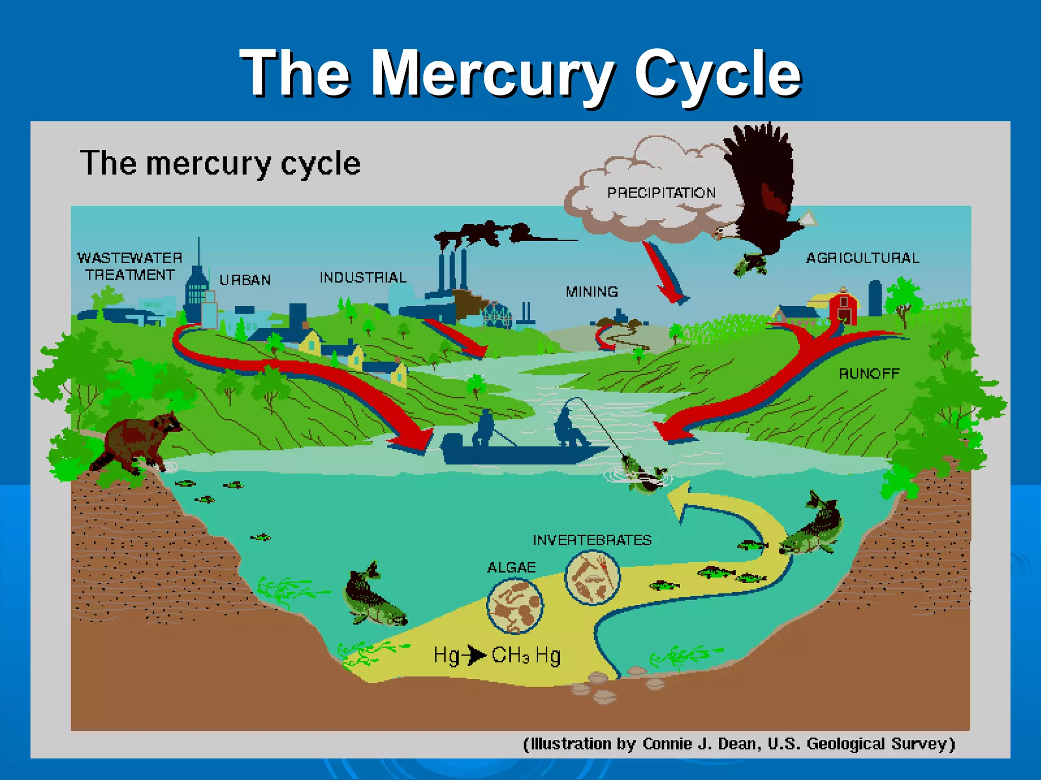TThhee MMeerrccuurryy CCyyccllee 
 