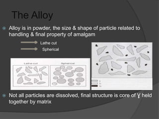 The Alloy
 Alloy is in powder, the size & shape of particle related to
handling & final property of amalgam
 Not all particles are dissolved, final structure is core of Ɣ held
together by matrix
Lathe cut
Spherical
 