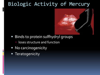 Biologic Activity of Mercury
 Binds to protein sulfhydryl groups
 loses structure and function
 No carcinogenicity
 Teratogenicity
 