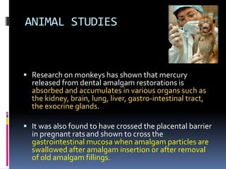ANIMAL STUDIES
 Research on monkeys has shown that mercury
released from dental amalgam restorations is
absorbed and accumulates in various organs such as
the kidney, brain, lung, liver, gastro-intestinal tract,
the exocrine glands.
 It was also found to have crossed the placental barrier
in pregnant ratsand shown to cross the
gastrointestinal mucosa when amalgam particles are
swallowed after amalgam insertion or after removal
of old amalgam fillings.
 