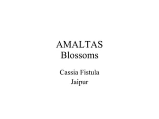 AMALTAS
 Blossoms
Cassia Fistula
   Jaipur
 
