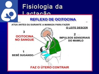 Fisiologia daFisiologia da
LactaçãoLactação
9
 