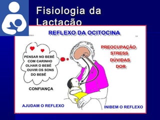 Fisiologia daFisiologia da
LactaçãoLactação
10
 