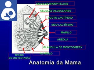 ALVÉOLO
GLÂNDULA DE MONTGOMERY
ARÉOLA
MAMILO
SEIO LACTÍFERO
DUCTO LACTÍFERO
CÉLULAS ALVEOLARES
CÉLULAS MIOEPITELIAIS
TECIDO
DE SUSTENTAÇÃO
5
Anatomia da MamaAnatomia da Mama
 