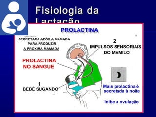 Fisiologia daFisiologia da
LactaçãoLactação
 