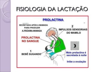 FISIOLOGIA DA LACTAÇÃO 