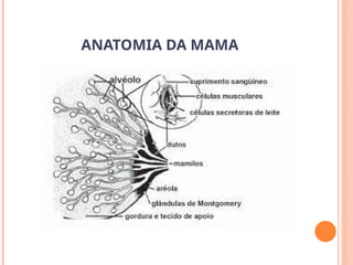 ANATOMIA DA MAMA
 