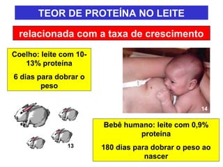 TEOR DE PROTEÍNA NO LEITE

  relacionada com a taxa de crescimento

Coelho: leite com 10-
   13% proteína
6 dias para dobrar o
        peso


                                                   14


                        Bebê humano: leite com 0,9%
                                proteína
               13       180 dias para dobrar o peso ao
                                    nascer
 
