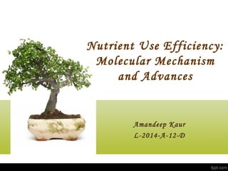 Nutrient Use Efficiency:
Molecular Mechanism
and Advances
Amandeep Kaur
L-2014-A-12-D
 