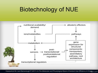 Nutrient Use Efficiency: Molecular Mechanism and Advances | PPT