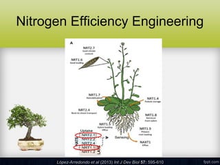 Nutrient Use Efficiency: Molecular Mechanism and Advances | PPT
