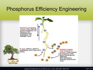 Nutrient Use Efficiency: Molecular Mechanism and Advances | PPT