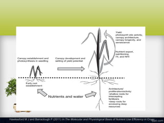 Nutrient Use Efficiency: Molecular Mechanism and Advances | PPT