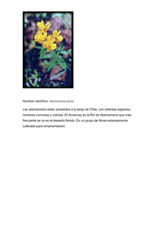 Nombre científico: Alstroemeria aurea

Las alstroemeria están presentes a lo largo de Chile, con distintas especies,
nombres comunes y colores. El Amancay es la flor de Alstroemeria que más
frecuente se ve en el desierto florido. Es un grupo de flores extensamente
cultivado para ornamentación.
 