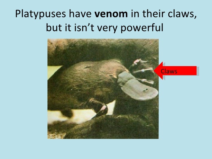 Platypus Poison Claws Persona 4