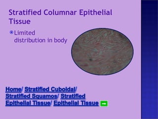 Stratified Columnar Epithelial Tissue Limited distribution in body 