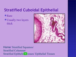 Stratified Cuboidal Epithelial Rare Usually two layers thick Home /  Stratified Squamos /  Stratified Columnar /  Stratified Epithelial Tissues /  Epithelial Tissues   