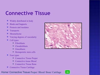 Connective Tissue Widely distributed in body Binds and Supports Protects and insulates Transports Mesenchyme Varying degrees of vascularity Cell types Fibroblasts Chondroblasts Osteoblasts Hemapoietic stem cells Four types Connective Tissue Proper Connective tissue Blood Connective Tissue Bone Connective Tissue Cartilage Home /  Connective Tissue  Proper /  Blood /  Bone /  Cartilage 
