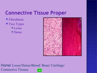 Connective Tissue Proper Fibroblasts Two Types Loose  Dense Home /  Loose / Dense / Blood /  Bone /  Cartilage /  Connective Tissues 