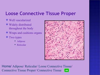Loose Connective Tissue Proper Well vascularized Widely distributed throughout the body Wraps and cushions organs Two types Adipose Reticular Home /   Adipose /  Reticular /  Loose Connective Tissue /  Connective Tissue Proper /  Connective Tissue 