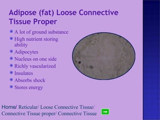 Adipose (fat) Loose Connective Tissue Proper A lot of ground substance High nutrient storing ability Adipocytes Nucleus on one side Richly vascularized Insulates Absorbs shock Stores energy Home /  Reticular /  Loose Connective Tissue /  Connective Tissue proper /  Connective Tissue   