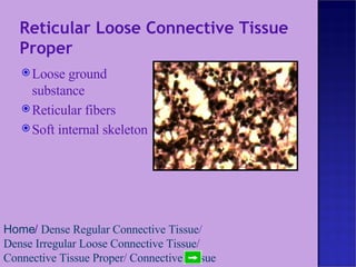 Reticular Loose Connective Tissue Proper Loose ground substance Reticular fibers Soft internal skeleton Home /  Dense Regular Connective Tissue /  Dense Irregular Loose Connective Tissue /  Connective Tissue Proper /  Connective Tissue 