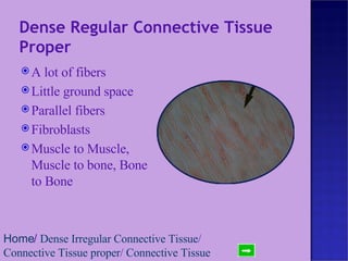 Dense Regular Connective Tissue Proper  A lot of fibers Little ground space Parallel fibers Fibroblasts  Muscle to Muscle, Muscle to bone, Bone to Bone Home /  Dense Irregular Connective Tissue /  Connective Tissue proper /  Connective Tissue 