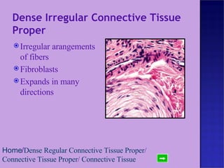 Dense Irregular Connective Tissue Proper Irregular arangements of fibers Fibroblasts Expands in many directions Home / Dense Regular Connective Tissue Proper /  Connective Tissue Proper /  Connective Tissue 