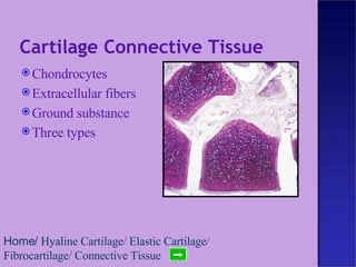 Cartilage Connective Tissue Chondrocytes Extracellular fibers Ground substance Three types Home /  Hyaline Cartilage /  Elastic Cartilage /  Fibrocartilage /  Connective Tissue 