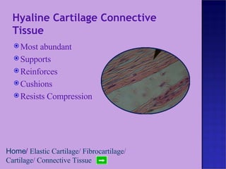 Hyaline Cartilage Connective Tissue Most abundant Supports Reinforces Cushions Resists Compression Home /  Elastic Cartilage /  Fibrocartilage /  Cartilage /  Connective Tissue 