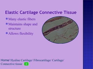 Elastic Cartilage Connective Tissue Many elastic fibers Maintains shape and structure Allows flexibility Home /   Hyaline Cartilage /  Fibrocartilage /  Cartilage /  Connective tissue 