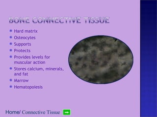 Hard matrix Osteocytes Supports Protects Provides levels for muscular action Stores calcium, minerals, and fat Marrow Hematopoiesis Home /  Connective Tissue 