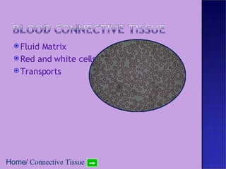 Fluid Matrix Red and white cells Transports Home /  Connective Tissue 