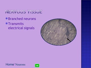 Branched neurons Transmits electrical signals Home /  Neurons 