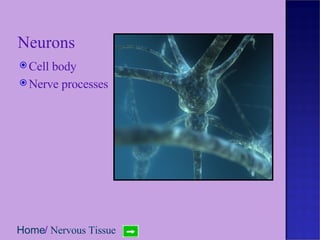 Neurons Cell body Nerve processes Home /  Nervous Tissue 