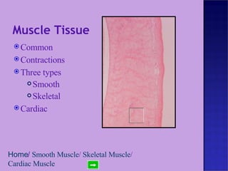 Muscle Tissue Common Contractions Three types Smooth Skeletal Cardiac Home /  Smooth Muscle /  Skeletal Muscle /  Cardiac Muscle 