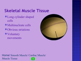 Skeletal Muscle Tissue Long cylinder shaped cells Multinucleate cells Obvious striations Voluntary movements Home /  Smooth Muscle /  Cardiac Muscle /  Muscle Tissue 