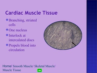 Cardiac Muscle Tissue Branching, striated cells One nucleus Interlock at intercalated discs Propels blood into circulation Home /  Smooth Muscle /  Skeletal Muscle /  Muscle Tissue 