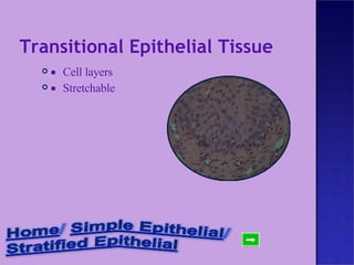 Transitional Epithelial Tissue  Cell layers  Stretchable 
