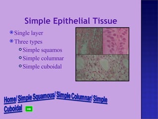 Simple Epithelial Tissue Single layer Three types Simple squamos Simple columnar Simple cuboidal 