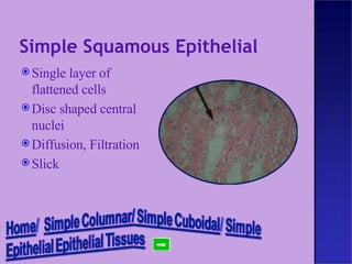 Simple Squamous Epithelial Single layer of flattened cells  Disc shaped central nuclei Diffusion, Filtration Slick 