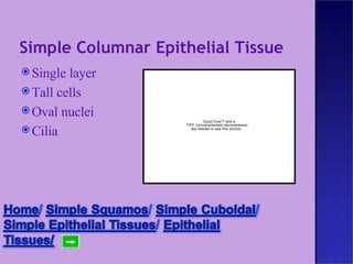 Simple Columnar Epithelial Tissue Single layer Tall cells Oval nuclei Cilia 