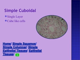Simple Cuboidal Single Layer  Cube like cells 