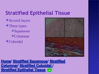 Stratified Epithelial Tissue Several layers Three types Squamous Columnar Cuboidal 